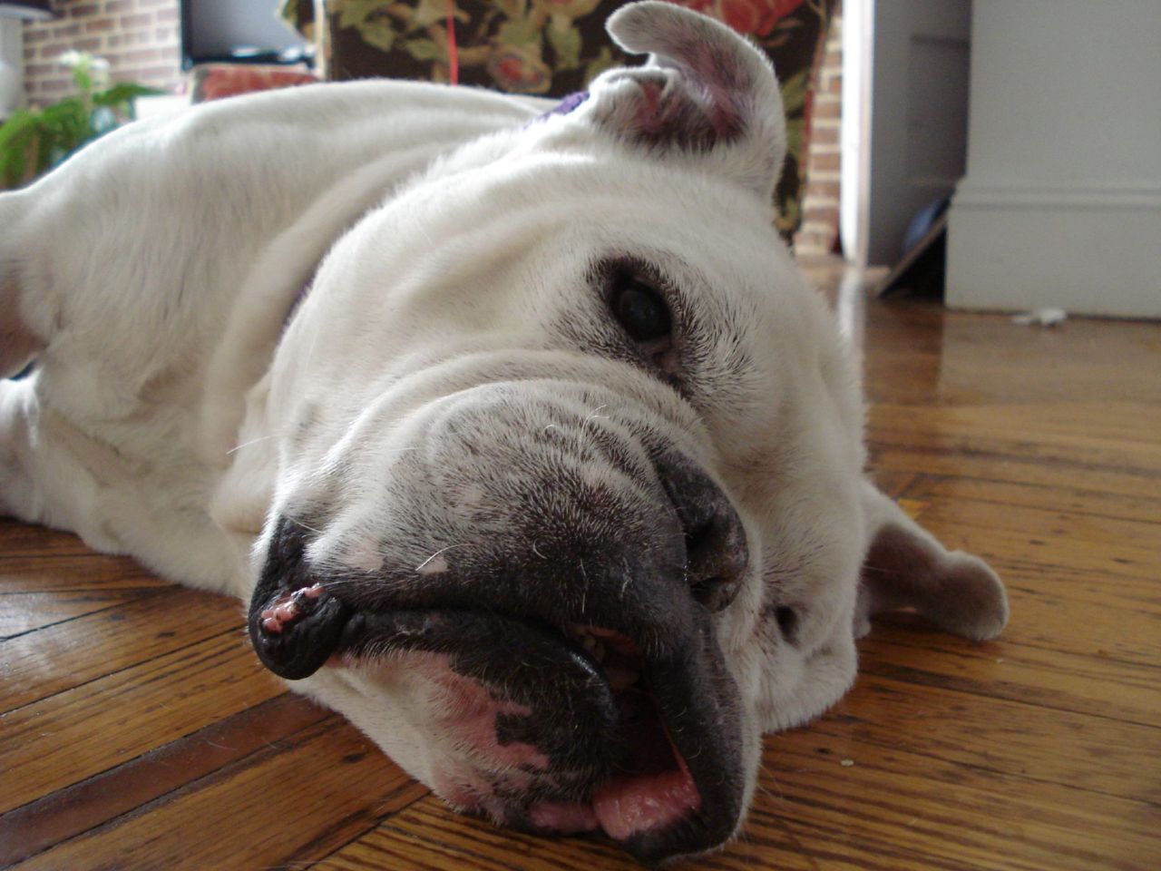 BORN ON NEW YEARS DIED ON THE FOURTH OF JULY MY FRIEND RUDY