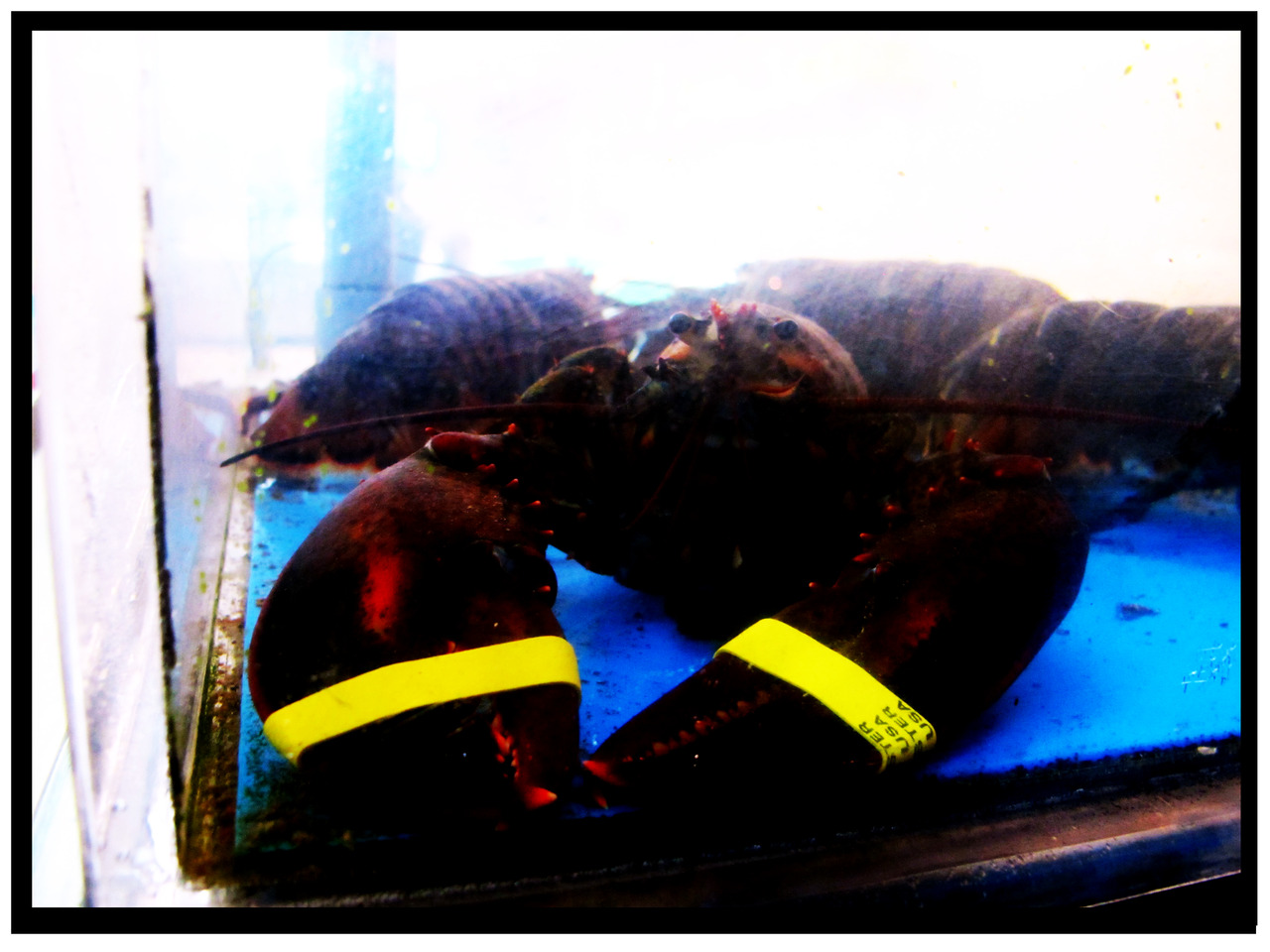 I HAVE BEEN WATCHING THIS LOBSTER AGE FOR ONE MONTH ON THE CORNER