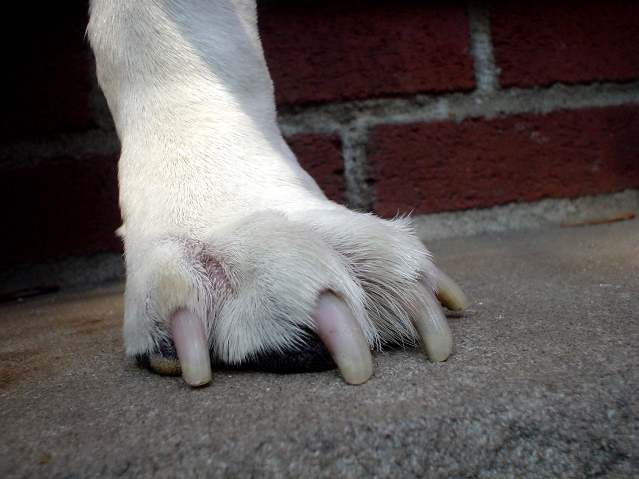 MY LEFT FOOT