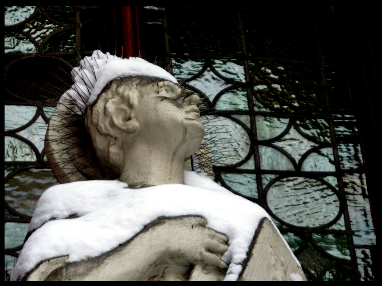 ROCK DOVE GUARD PARTIALLY COVERED IN SNOW (crown of thorns)