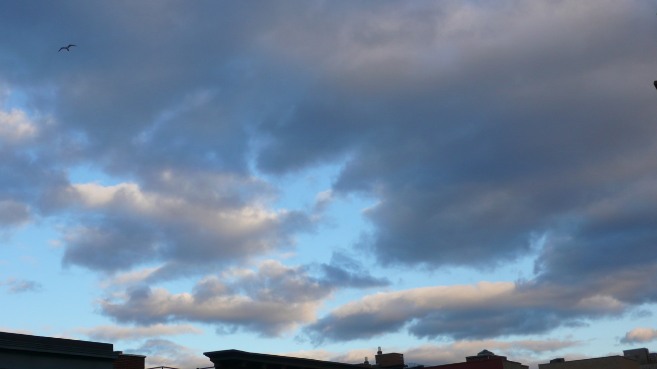 SKYLINE WITH BIRD