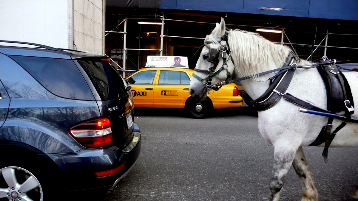 This horse hates the city.