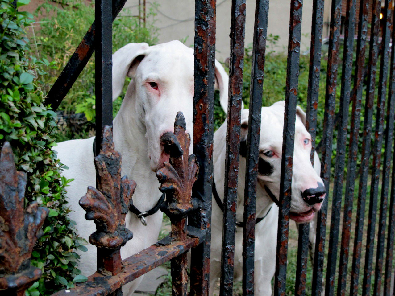 Two dogs.