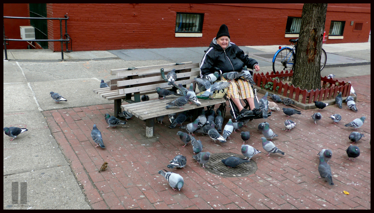 UNTITLED (Pigeons with an Elanore)