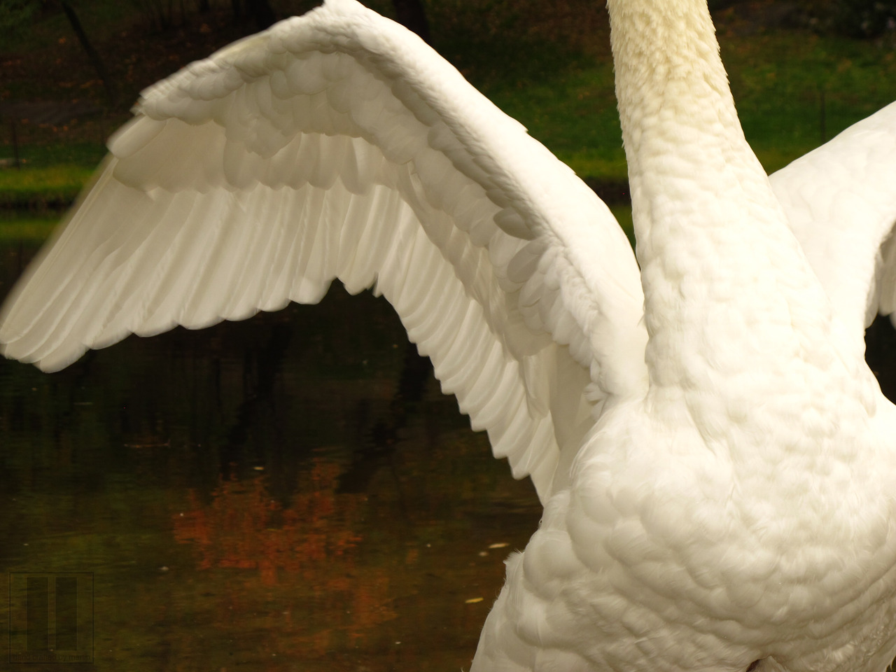 UNTITLED (swan)